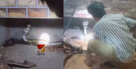 വിശന്നിട്ട് മുട്ട നോക്കി വന്നതാണോ? വീടിന്‍റെ അടുക്കളയിൽ മൂർഖൻ പാമ്പിനെ കണ്ടെത്തി