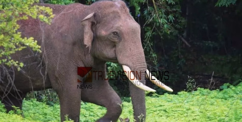 വാൽപ്പാറയിൽ ട്രക്കിംങ്ങിന് പോയ സംഘത്തിന് നേരെ കാട്ടാന ആക്രമണം