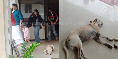  തെരുവുനായ ശല്യത്തില്‍ പൊറുതിമുട്ടി പേരാമ്പ്ര സിവില്‍ സ്റ്റേഷന്‍