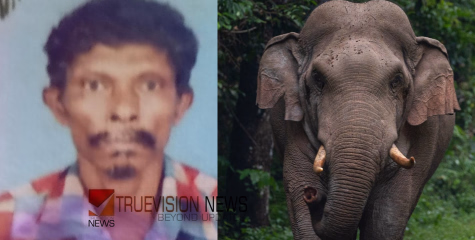 ഒടുങ്ങാത്ത കാട്ടാനക്കലി; നിലമ്പൂരിൽ കൂൺ പറിക്കാൻ പോയ നാല്പത്തൊമ്പതുകാരൻ കൊല്ലപ്പെട്ടു
