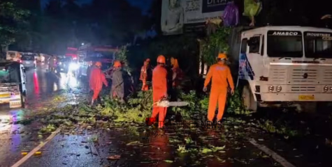കോഴിക്കോട് ടിപ്പര്‍ ലോറിക്ക് മുകളില്‍ ഭീമന്‍ ആല്‍മരം കടപുഴകി വീണ് അപകടം