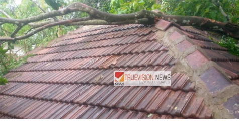 ചമ്പാട് അരയാക്കൂലിലും വീടിനു മുകളിൽ മരം വീണ് നാശനഷ്ടം.