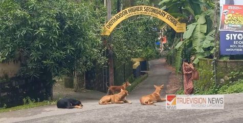 ചമ്പാട് ചോതാവൂർ ഹയർ സെക്കൻ്ററി സ്കൂളിന് സമീപം തെരുവുനായ ശല്യം രൂക്ഷം ; വിദ്യാർത്ഥികളും, യാത്രക്കാരും കടിയേൽക്കാതെ രക്ഷപ്പെടുന്നത് 'ഭാഗ്യം' കൊണ്ട്.