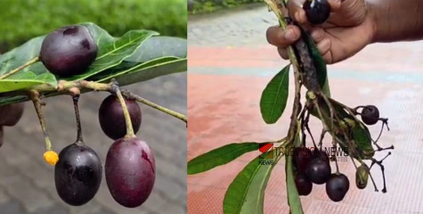 വിഷക്കായ തന്നെയോ കഴിച്ചത്? കോഴിക്കോട് ഞാവൽ പഴം എന്ന് കരുതി കാട്ടുപഴം കഴി‍ച്ച മൂന്ന് വിദ്യാർത്ഥികൾ കൂടി ആശുപത്രിയിൽ