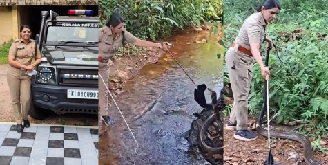 വിളി വന്നാൽ ഉടൻ വാഹനവുമെടുത്ത്‌ കുതിക്കും....6 മിനിറ്റിൽ രാജവെമ്പാലയും വലയിൽ; കൂളായി പിടികൂടി റോഷ്‌നി 