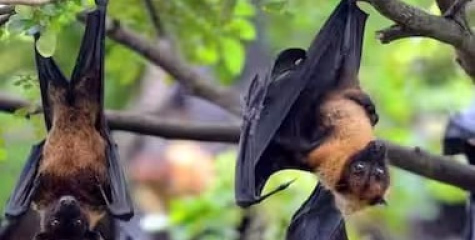 നിപ സ്ഥിരീകരിച്ച യുവതിയുടെ നില ​ഗുരുതരം; നിലവിലെ സമ്പർക്കപ്പട്ടികയിൽ 208 പേർ, സാധ്യത ലിസ്റ്റിലെ 4 പേർ ഐസൊലേഷനിൽ