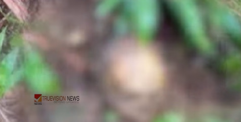 അടിക്കാട് വെട്ടിതെളിക്കുന്നതിടെ കളമശ്ശേരി എൻഐഎ ഓഫീസിന് സമീപമുള്ള ഭൂമിയില്‍ തലയോട്ടിയും അസ്ഥികളും കണ്ടെത്തി
