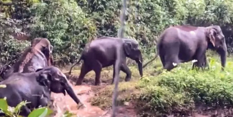കാട്ടാനയിറങ്ങി ; വേങ്ങൂരിൽ വേലി തകർത്ത്‌ ജനവാസമേഖലയിൽ