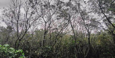 തോരാപെരുമഴയിൽ ഇലകൊഴിഞ്ഞ് റബർ മരങ്ങൾ: നെഞ്ചിടിപ്പോടെ റബർ കർഷകർ