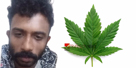 കോഴിക്കോട് വീടിൻ്റെ ടെറസിൽ കഞ്ചാവ് വളർത്തി യുവാവ്; പൊലീസ് എത്തിയതോടെ മുങ്ങി, പിന്നാലെ പിടിയിൽ