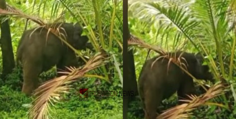 കോഴിക്കോട് തൊട്ടിൽപ്പാലത്ത് കാട്ടാന ആക്രമണം; രണ്ട് കുട്ടികളുൾപ്പെടെ നാല് പേർക്ക് പരിക്ക്