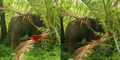 ചൂരണിയിൽ കാട്ടാന ആക്രമണം; നാല് പേർക്ക് പരിക്ക്