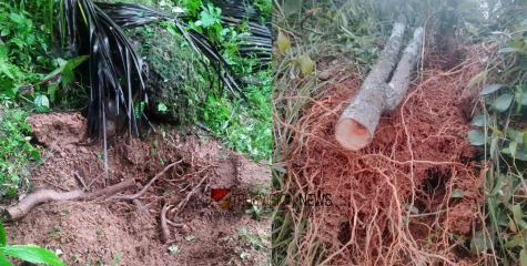 കോഴിക്കോട് കക്കട്ടിൽ ചന്ദനമരം മുറിച്ച് കടത്തിയതായി പരാതി