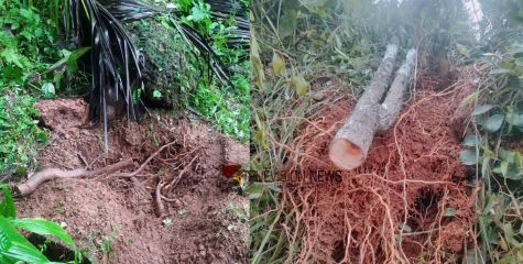 കുന്നുമ്മലിൽ ചന്ദനം മുറിച്ച് കടത്തിയതായി പരാതി