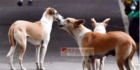 കണ്ണൂർ നഗരത്തിൽ വീണ്ടും ഭീതി പരത്തി തെരുവ് നായ ; നിരവധി പേർക്ക് പരിക്കേറ്റു.