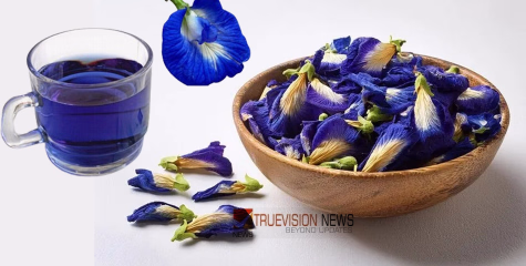 നീലച്ചായ...പതിവായി ചായ കുടിക്കുന്നവരാണോ....? നിറക്കൂട്ടുകൾ ചേർത്ത് ഒരു ശംഖുപുഷ്പച്ചായ കുടിച്ചാലോ, അറിയാം ഗുണങ്ങൾ