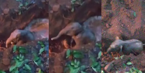 കോതമംഗലത്ത് കിണറ്റിൽ വീണ കുട്ടിയാനയെ രക്ഷപെടുത്തി
