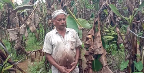 മഴ ചതിച്ചു; വാഴക്കർഷകർ ദുരിതത്തിൽ