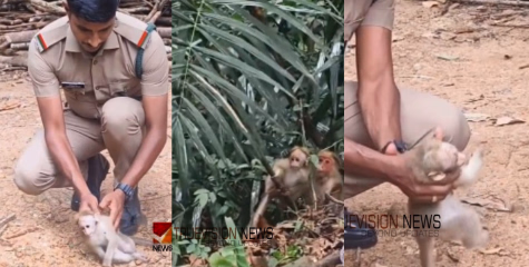 കുഞ്ഞൻ വാനരന് പുതു ജീവൻ; ഷോക്കേറ്റ് നിലത്ത് വീണ കുരങ്ങിനെ സിപിആർ നൽകി രക്ഷകനായി ബീറ്റ് ഫോറസ്റ്റ് ഓഫീസർ