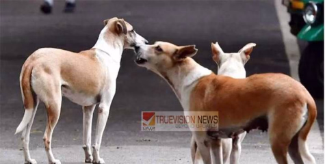 പാനൂരിൻ്റെ കിഴക്ക് ഭാഗങ്ങളിൽ  തെരുവുനായ ശല്യം രൂക്ഷം ; വിദ്യാർത്ഥിനിക്ക്  കടിയേറ്റു