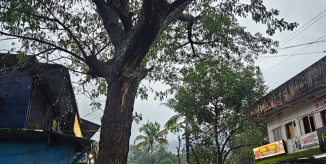 അടക്കാത്തോട് ടൗണിൽ സ്‌കൂളിന് സമീപത്ത് ടൗണിൽ വ്യാപാര സ്ഥാപനങ്ങൾക്കും ഭീഷണിയായി വന്മരം