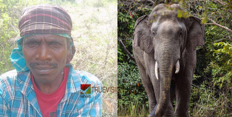 വീണ്ടും ജീവനെടുത്ത് കാട്ടാന; അട്ടപ്പാടിയിൽ പശുവിനെ മേയ്ക്കാൻ പോയ മധ്യ വയസ്കൻ കാട്ടാന ആക്രമണത്തിൽ കൊല്ലപ്പെട്ടു 