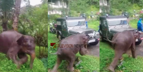 കോഴിക്കോട് തൊട്ടിൽപ്പാലം ചൂരണിയിൽ നാട്ടുകാർക്കിടയിലേക്ക് പാഞ്ഞടുത്ത് കാട്ടാന, പ്രദേശവാസികൾ രക്ഷപ്പെട്ടത് തലനാരിഴയ്ക്ക്