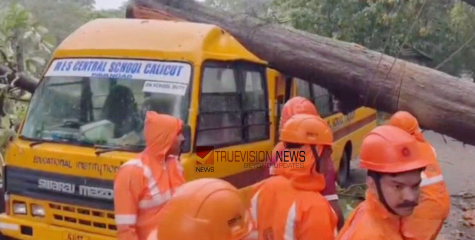കോഴിക്കോട് ശക്തമായ കാറ്റില്‍ ഭീമന്‍ തേക്ക് സ്കൂൾ ബസിന് മുകളിൽ കടപുഴകി വീണ് അപകടം, വലിയ ദുരന്തം ഒഴിവായത് തലനാരിഴക്ക്