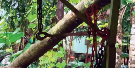  പഞ്ചായത്തിന്റെ ഗുരുതര വീഴ്ചയോ ? അങ്കണവാടിയുടെ മുകളിൽ തെങ്ങ് മറിഞ്ഞുവീണ് മേൽക്കൂര തകർന്നു