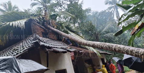 വീടിന് മുകളില്‍ തെങ്ങ് കടപുഴകി വീണു