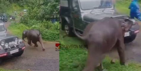 കോഴിക്കോട് തൊട്ടിൽപ്പാലത്ത് ജനവാസ മേഖലയിൽ ഇറങ്ങിയ കാട്ടാനക്കുട്ടിക്കായുള്ള തിരച്ചിൽ തുടരുന്നു; തിരച്ചിലിന് തടസമായി കനത്ത മ‍ഴ