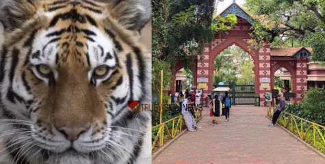 വെള്ളം കൊടുക്കുന്നതിനിടെ കടുവയുടെ ആക്രമണം; തിരുവനന്തപുരം മൃഗശാലയിലെ സൂപ്പർവൈസർക്ക് പരിക്ക്