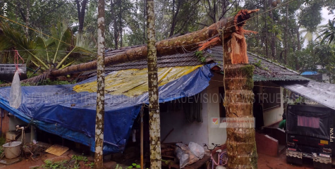ശക്തമായ കാറ്റില്‍ വീടിന് മുകളില്‍ തെങ്ങ് വീണു