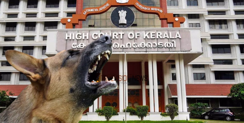 'കൊണ്ടു പൊയ്ക്കോളൂ... എല്ലാ തെരുവുനായകളെയും നല്‍കാം'; മൃഗസ്നേഹിയോട് ഹൈക്കോടതിയുടെ വിമർശനം