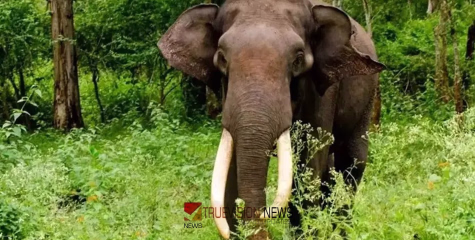 കാടിറങ്ങി ജീവനെടുത്തു; ഇടുക്കിയിൽ കാട്ടാന ആക്രമണത്തിൽ ടാപ്പിംഗ് തൊഴിലാളി കൊല്ലപ്പെട്ടു