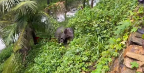 കോഴിക്കോട് കാവിലുംപാറക്കാർക്ക് ആശ്വാസം; ജനവാസമേഖലയിൽ ഇറങ്ങിയ കുട്ടിയാനയെ മയക്കുവെടിവെച്ച് പിടികൂടി 