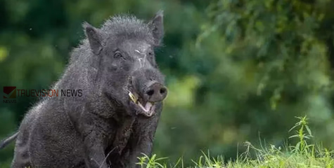 ബോധരഹിതനായി റോഡിൽ ; നാദാപുരത്ത് കാട്ടുപന്നി ഇടിച്ച് ബൈക്ക് യാത്രികന് പരിക്ക്