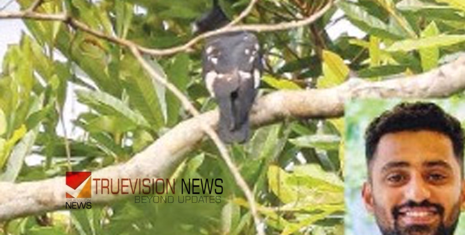അപൂർവ അതിഥി; ജാനകിക്കാട് വനമേഖലയിൽ അപൂർവയിനം പക്ഷിയെ കണ്ടെത്തി