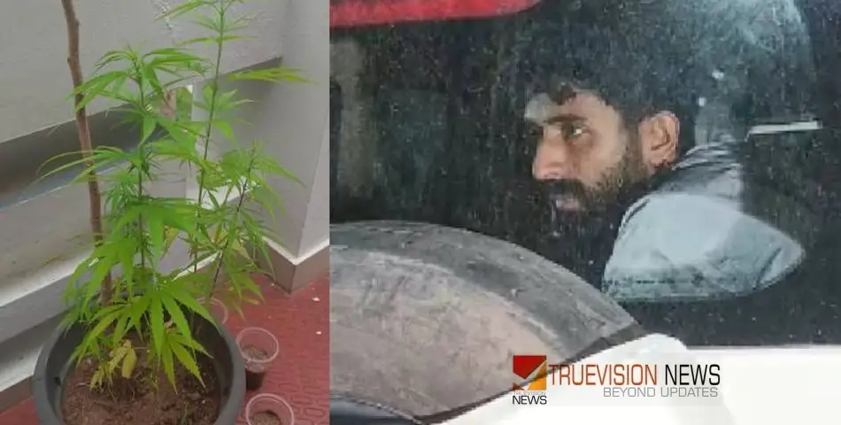 രഹസ്യ വിവരത്തില്‍ പരിശോധന; വാടക വീട്ടിൽ കഞ്ചാവ് കൃഷി ചെയ്തതിന് അസിസ്റ്റന്റ് ഓഡിറ്റ് ഓഫിസർ പിടിയിൽ