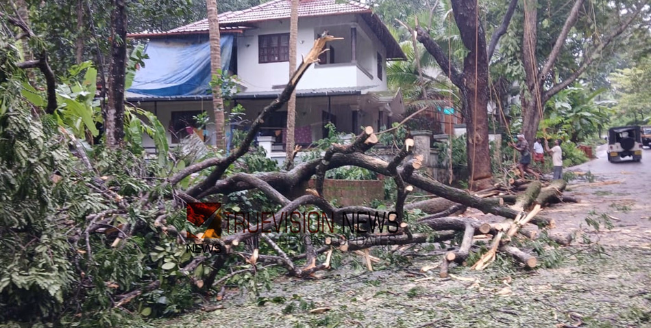 ഭീതി ഒഴിഞ്ഞു ; കല്ലാച്ചി ജിസിഐ റോഡിലെ മരം മുറിച്ച് മാറ്റി