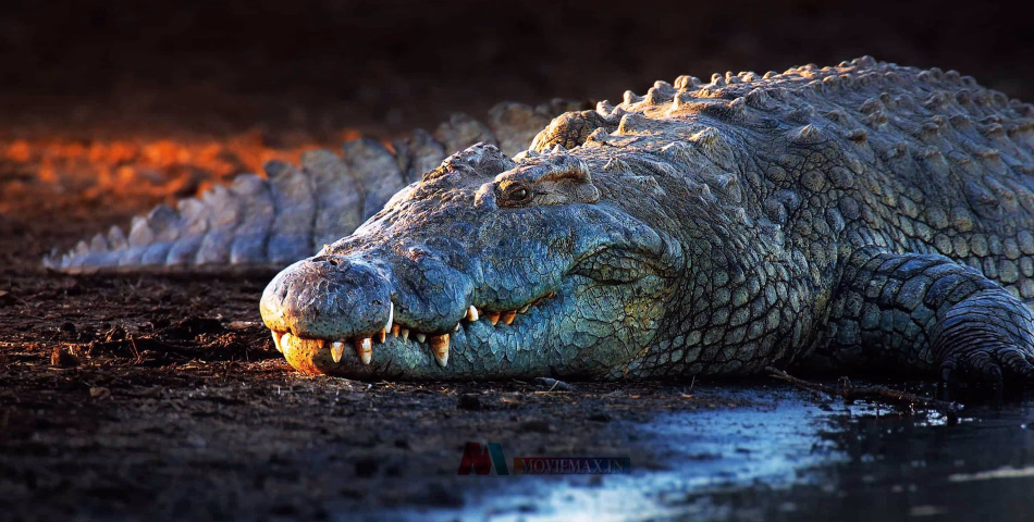 ഇപ്പോ എങ്ങനെ ഇരിക്കണ്....! ഭർത്താവിനോട് വഴക്കിട്ട് നദിയിൽ ചാടി, മുതലയെ കണ്ട് പേടിച്ച് മരത്തിൽ കയറി, രാത്രി മുഴുവനും പേടിച്ചിരുന്ന് യുവതി