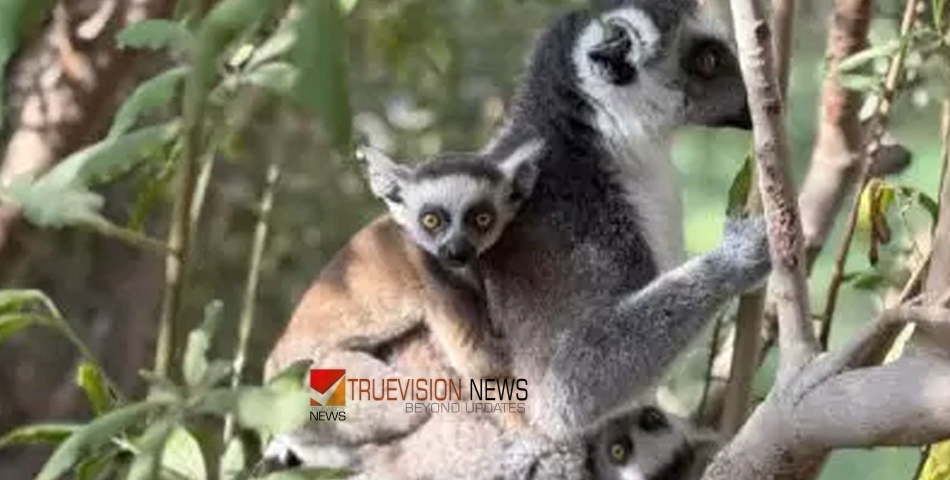 ഷാർജ സഫാരിയിൽ ഇനി കൗതുകമുണർത്തുന്ന കാഴ്ചകൾ മാത്രം; പുതിയ കുഞ്ഞതിഥികളെ വരവേറ്റ് ഷാർജ സഫാരിയുടെ അഞ്ചാം സീസൺ തുടക്കം