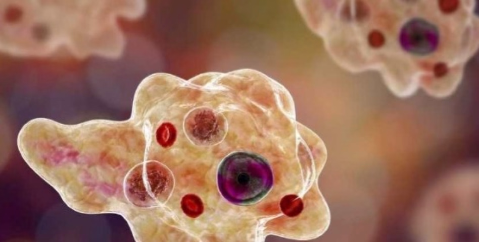 വീണ്ടും അമീബിക് മസ്തിഷ്ക ജ്വരം 