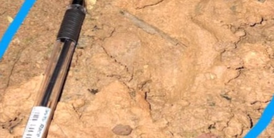 വെള്ളർവള്ളിയിൽ പുലി സാന്നിധ്യം 