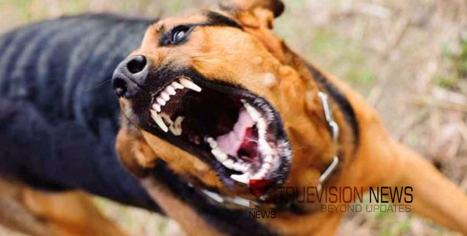 കോഴിക്കോട് നാദാപുരത്ത് തെരുവ് നായ ആക്രമണം: മൂന്ന് കുട്ടികള്ക്ക് പരിക്ക്