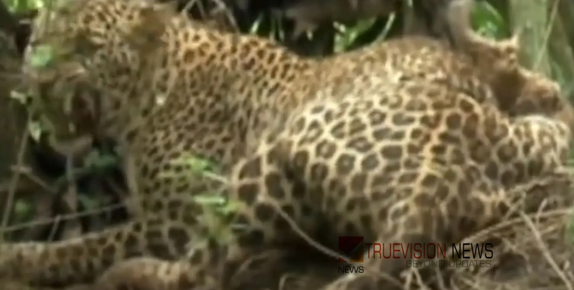 #leopard | കമ്പിവേലിയിൽ കുടുങ്ങിയ പുലി ചത്തു: മരണകാരണം ആന്തരിക രക്തസ്രാവമെന്ന് സൂചന 