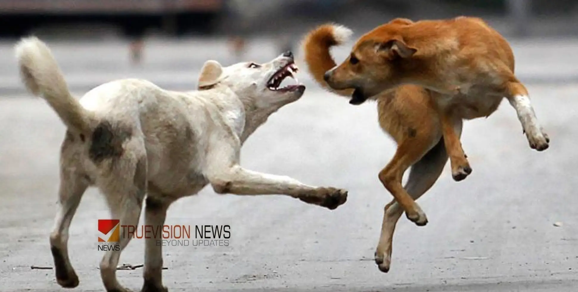 #Straydog |കോഴിക്കോട്  മൂന്ന് വയോധികര്‍ക്ക് തെരുവ് നായയുടെ കടിയേറ്റു, വളര്‍ത്തുമൃഗങ്ങളെയും ആക്രമിച്ചു