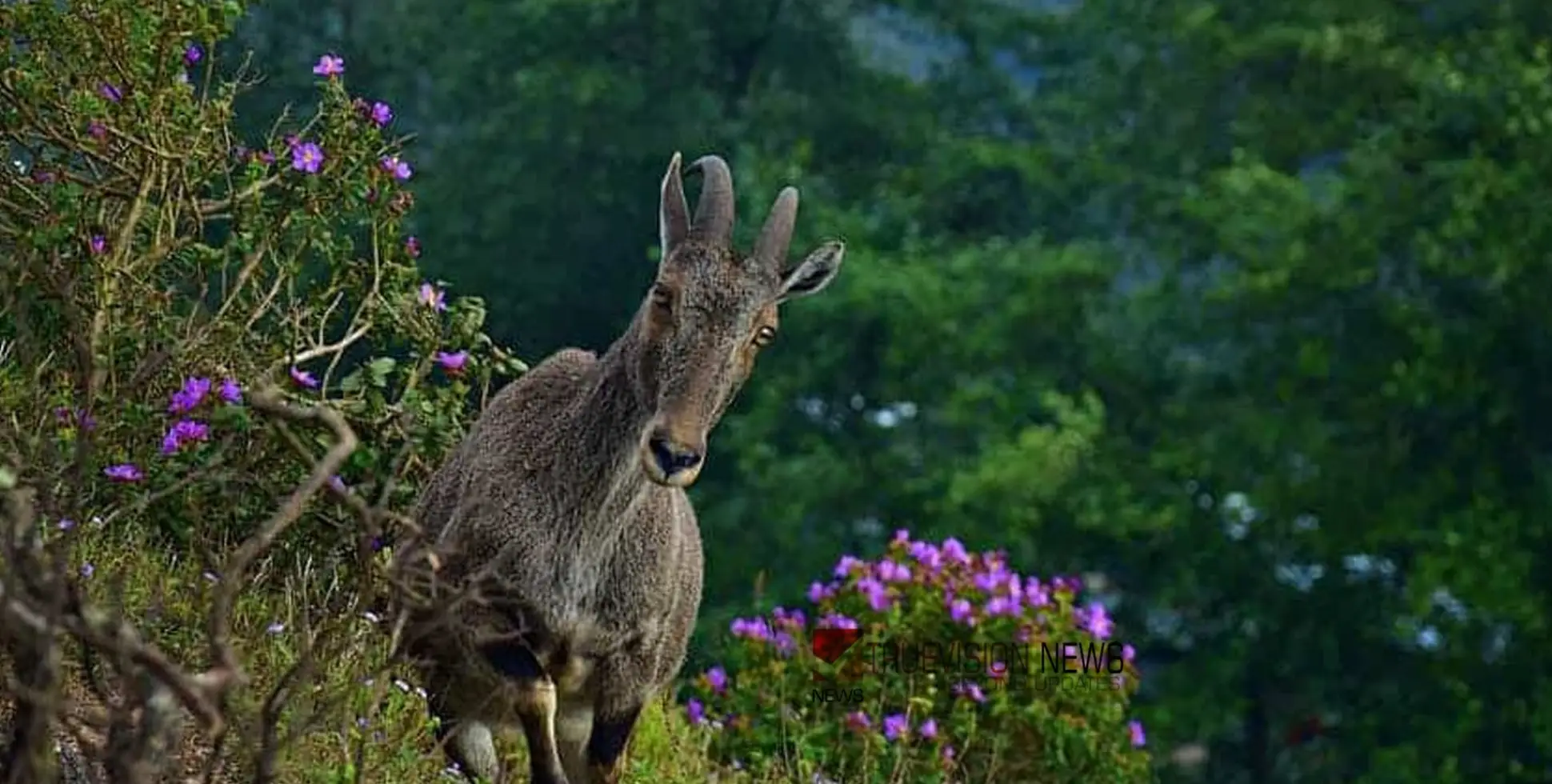 #Iravikulamnationalpark | വരവേറ്റ് വരയാടുകൾ;  മഞ്ഞ് മഴയായി പെയ്യുന്ന നാട്ടിലേക്കൊരു യാത്ര