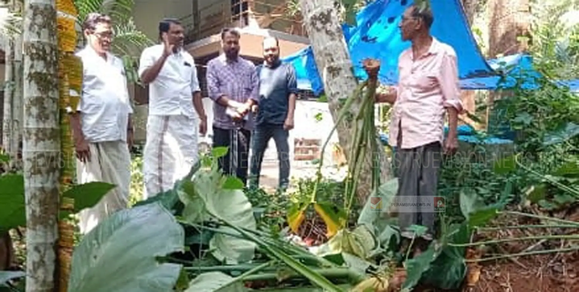 കാട്ടുപന്നി ശല്യത്തില്‍ പൊറുതി മുട്ടി ഒരുനാട്