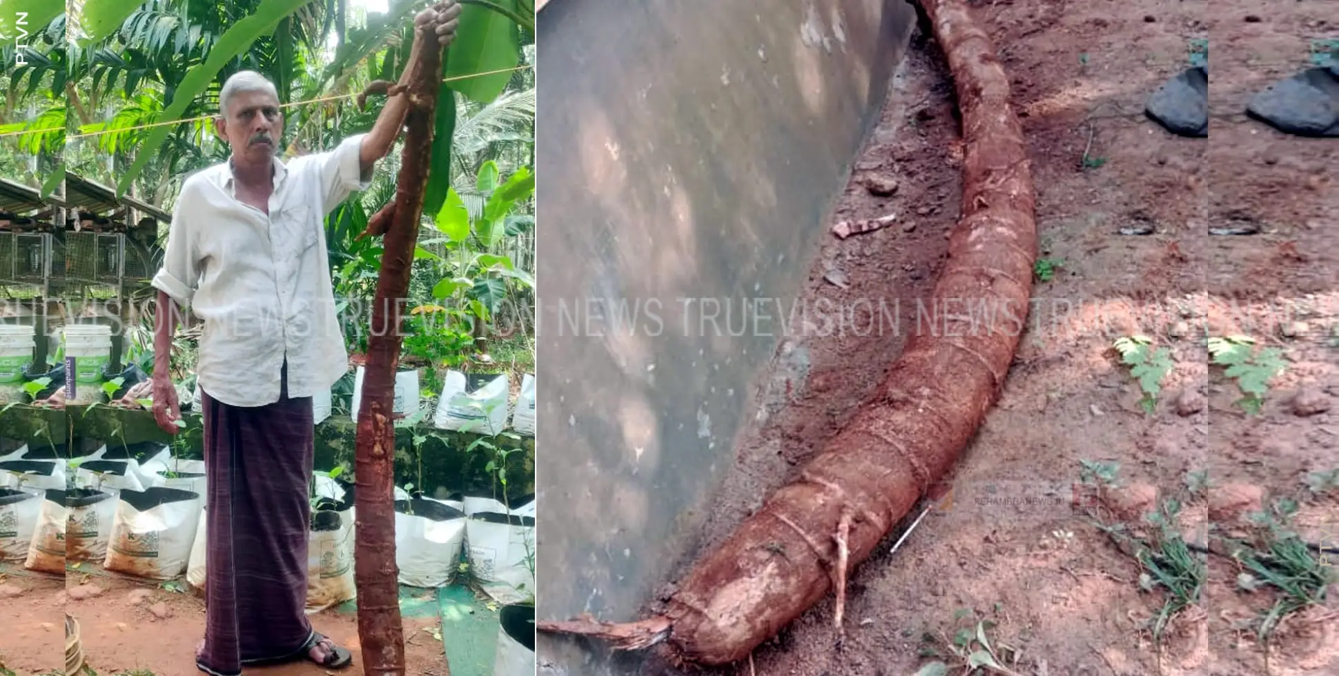 കീഴലത്ത് കുഞ്ഞിരാമന്റെ കൃഷിയിടത്തിലെ ഭീമന്‍ കപ്പ കൗതുകമായി